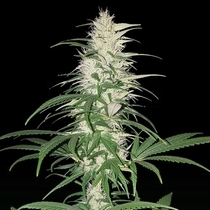 CBD Cherry Kush (Sumo Seeds) Cannabis Seeds