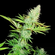 CBD Kongs Kush (Sumo Seeds) Cannabis Seeds