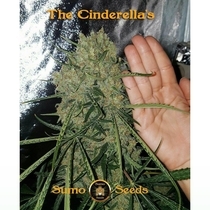 Cinderellas (Sumo Seeds) Cannabis Seeds