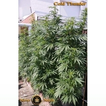 Cold Thunder (Sumo Seeds) Cannabis Seeds