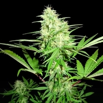 Honey Rock (Sumo Seeds) Cannabis Seeds