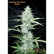 Impala 64 Haze Auto (Sumo Seeds) Cannabis Seeds