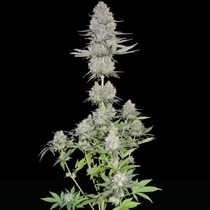 Maya Gold (Sumo Seeds) Cannabis Seeds