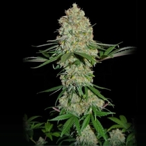 Silver Buddha Haze (Sumo Seeds) Cannabis Seeds