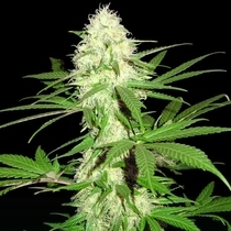 Sumo's Big Bud (Sumo Seeds) Cannabis Seeds