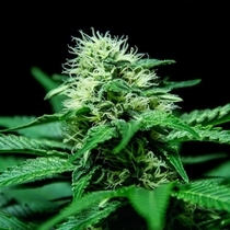 Sweet Harlem Diesel (Sumo Seeds) Cannabis Seeds