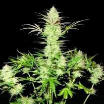 Ultimate AK (Sumo Seeds) Cannabis Seeds