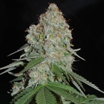 White Widow Original (Sumo Seeds) Cannabis Seeds