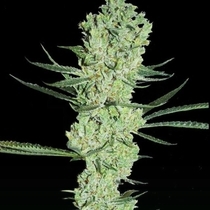 Amnesia (Super Strains Seeds) Cannabis Seeds