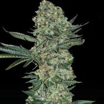 Enemy of the State (Super Strains Seeds) Cannabis Seeds