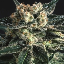 AK47 x SCBDX (SuperCBDx) Cannabis Seeds