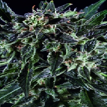 Amnesia Haze x SCBDX (SuperCBDx) Cannabis Seeds