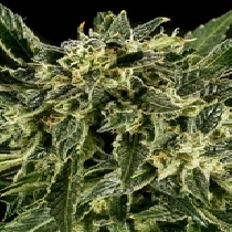 Bama Yao x SCBDX (SuperCBDx) Cannabis Seeds
