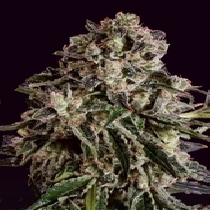 Black Critical x SCBDX (SuperCBDx) Cannabis Seeds