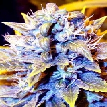 Black Kush x SCBDX (SuperCBDx) Cannabis Seeds
