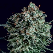 Blue Cheese x SCBDX (SuperCBDx) Cannabis Seeds