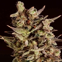 Blueberry Headband x SCBDX (SuperCBDx) Cannabis Seeds