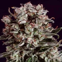 Critical Mass x SCBDX (SuperCBDx) Cannabis Seeds