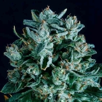 Diesel x SCBDX (SuperCBDx) Cannabis Seeds