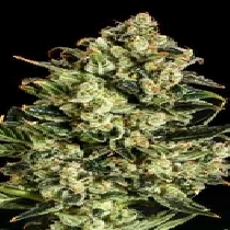 Emerald Jack x SCBDX (SuperCBDx) Cannabis Seeds