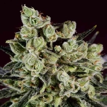 Grapefruit x SCBDX (SuperCBDx) Cannabis Seeds