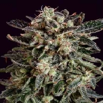 Jack Flash x SCBDX (SuperCBDx) Cannabis Seeds