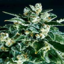 Jack Herer x SCBDX (SuperCBDx) Cannabis Seeds