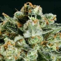 Lemon Haze x SCBDX (SuperCBDx) Cannabis Seeds