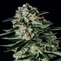 Matanuska Thunderfuck x SCBDX (SuperCBDx) Cannabis Seeds
