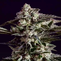 NYC Diesel x SCBDX (SuperCBDx) Cannabis Seeds