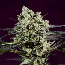 OG Kush x SCBDX (SuperCBDx) Cannabis Seeds