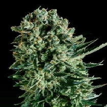 Queen Mother x SCBDX (SuperCBDx) Cannabis Seeds