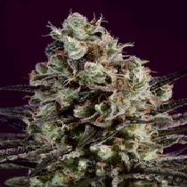 Royal Purple Kush x SCBDX (SuperCBDx) Cannabis Seeds