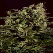Sage n Sour x SCBDX (SuperCBDx) Cannabis Seeds