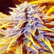 San Francisco OG x SCBDX (SuperCBDx) Cannabis Seeds