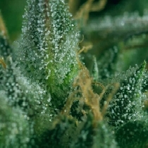 Skunk No1 x SCBDX (SuperCBDx) Cannabis Seeds
