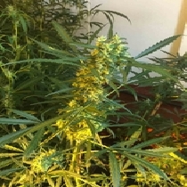 Somango x SCBDX (SuperCBDx) Cannabis Seeds