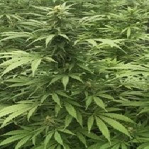 Sour Diesel x SCBDX (SuperCBDx) Cannabis Seeds