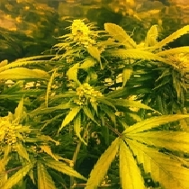 Super Silver Haze x SCBDX (SuperCBDx) Cannabis Seeds