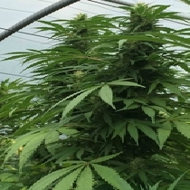 Sweet Cheese x SCBDX (SuperCBDx) Cannabis Seeds
