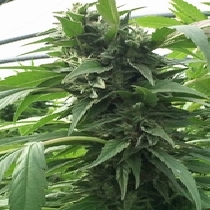 Sweet Tooth x SCBDX (SuperCBDx) Cannabis Seeds
