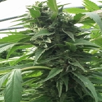 Sweet Tooth x SCBDX (SuperCBDx) Cannabis Seeds