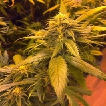 White Widow x SCBDX (SuperCBDx) Cannabis Seeds