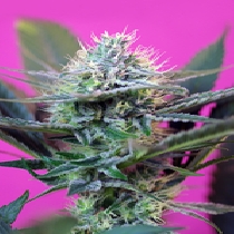 + Speed (Sweet Seeds) Cannabis Seeds