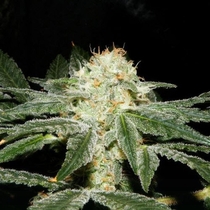 Afghan Delicious Fast Version (Sweet Seeds) Cannabis Seeds