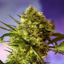 Big Devil Auto (Sweet Seeds) Cannabis Seeds