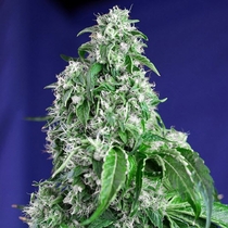 Big Devil Fast F1 Version (Sweet Seeds) Cannabis Seeds