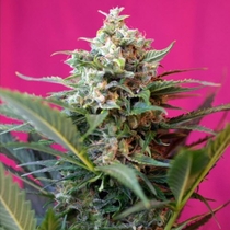 Big Devil XL Auto (Sweet Seeds) Cannabis Seeds