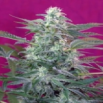 Big Foot (Sweet Seeds) Cannabis Seeds