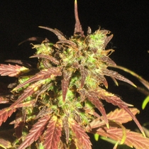 Black Cream Auto (Sweet Seeds) Cannabis Seeds